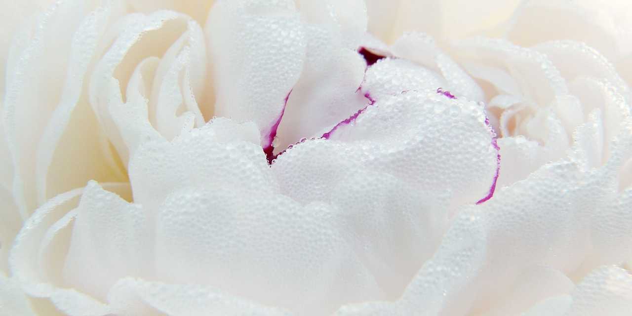 Vita blommor för begravning