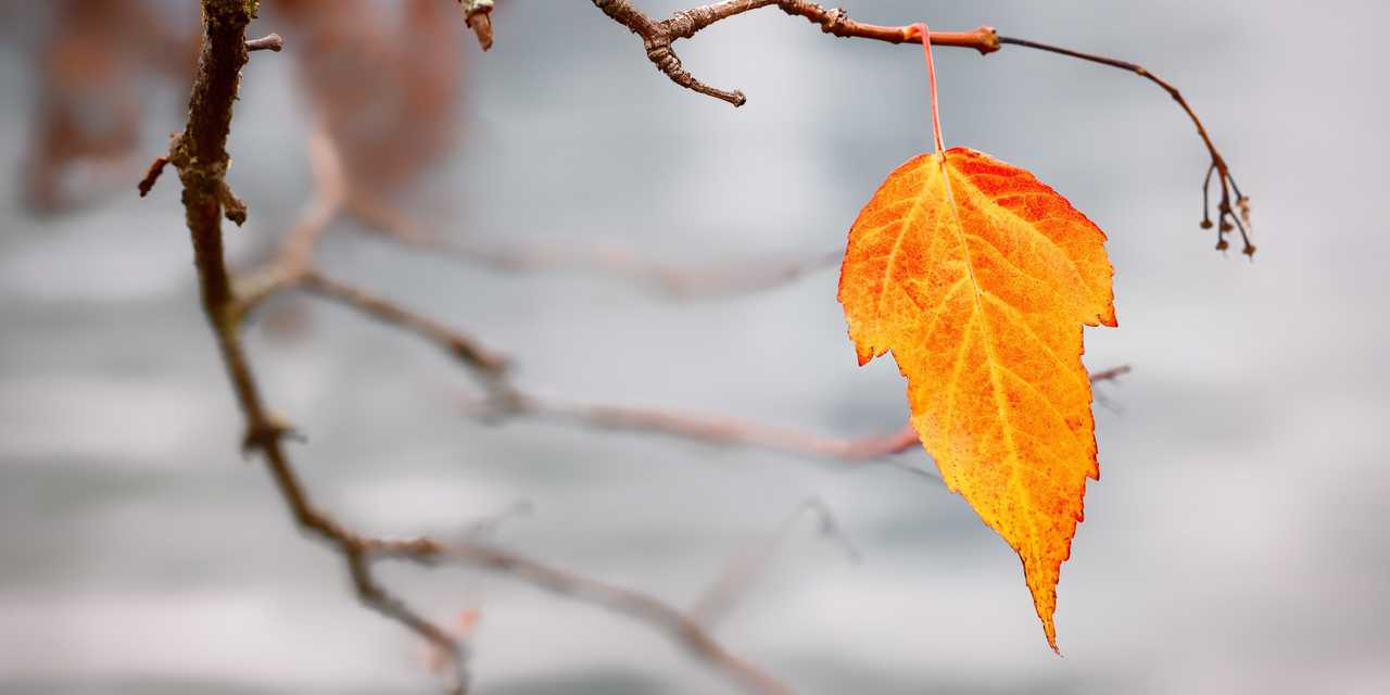 Sista bladet på ett träd