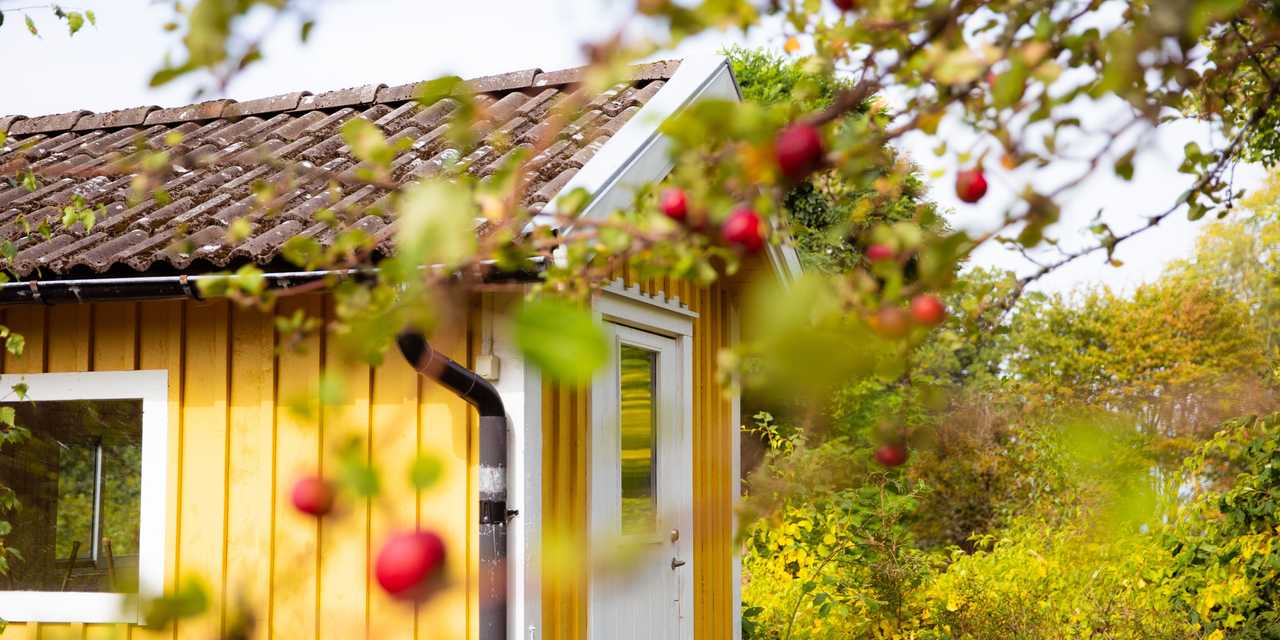 Gult hus och äppleträd