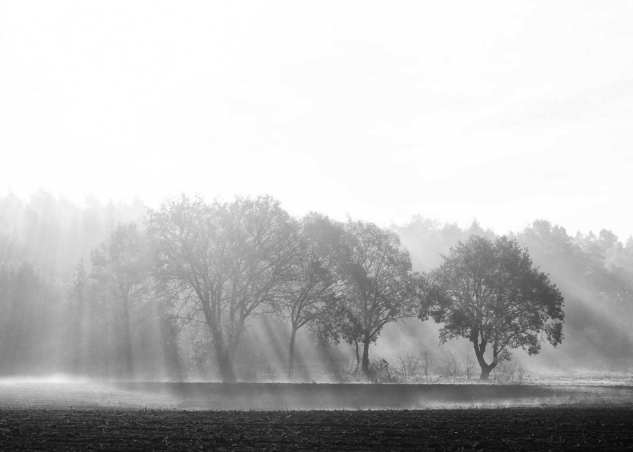 mustavalkoinen kuva metsästä.