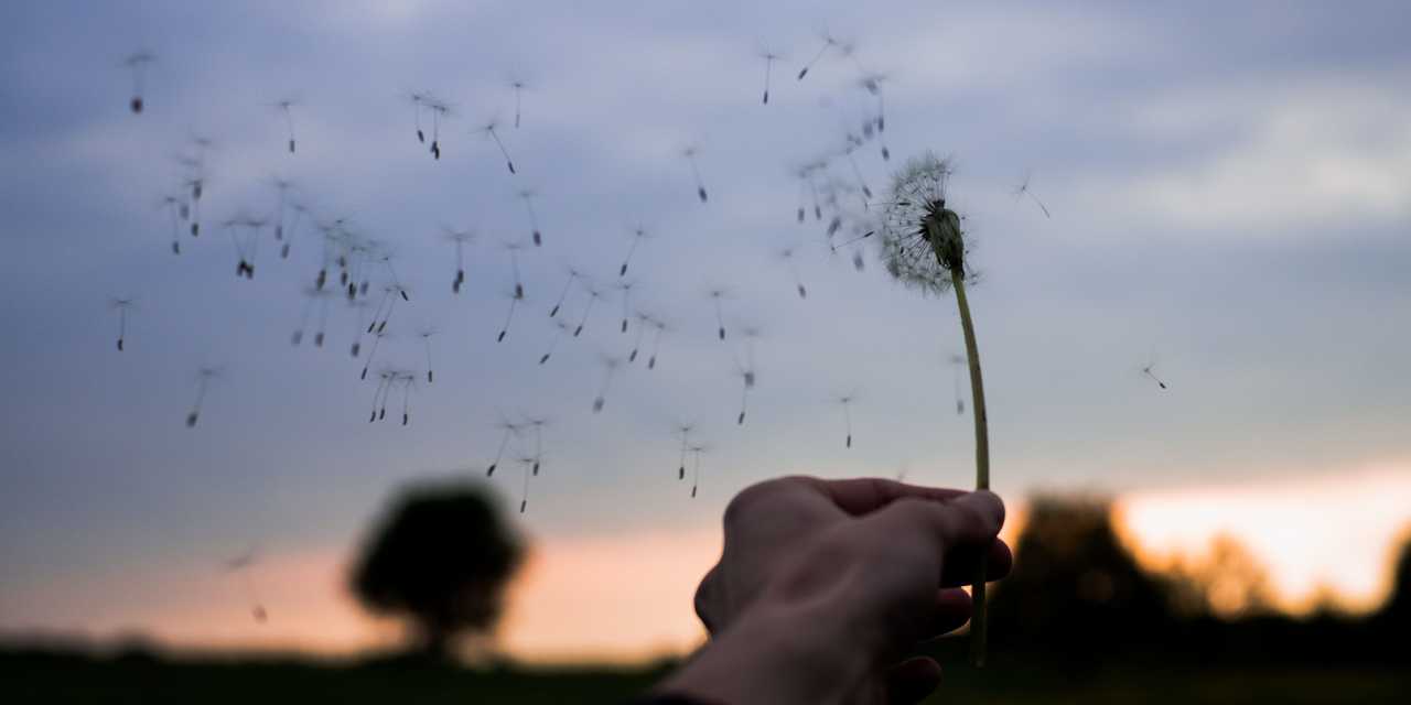 Vinden tar bort fröna