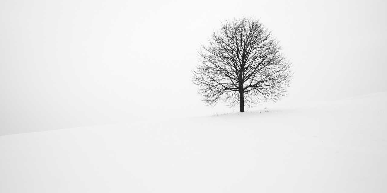 Puu talvisessa maisemassa