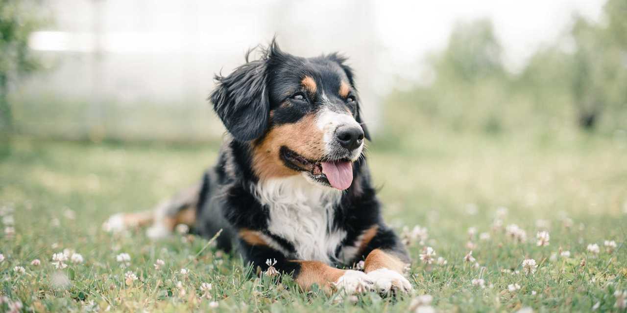 Hund lägger i gräss