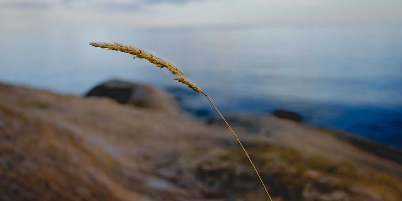 Heinänkorsi taipuu tuulessa
