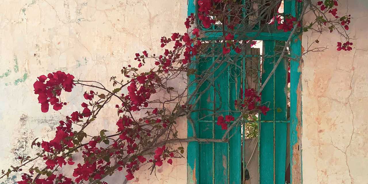 talon seinä ja kasveja.