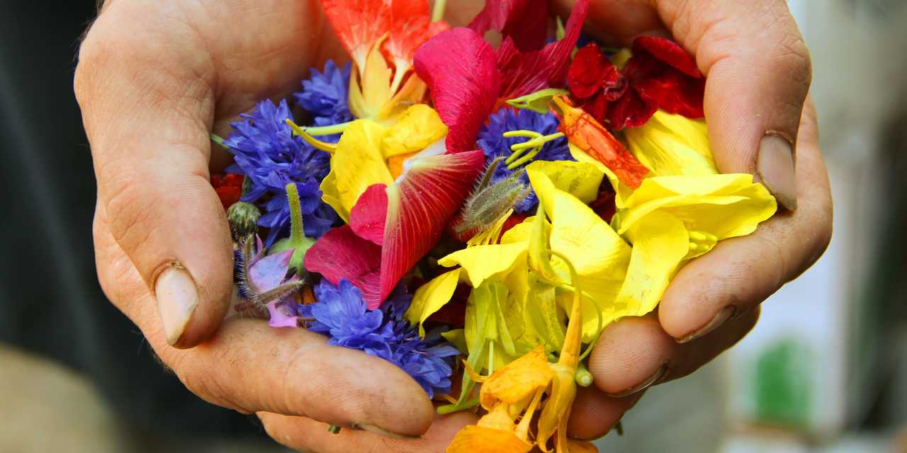 Händer med blomblad