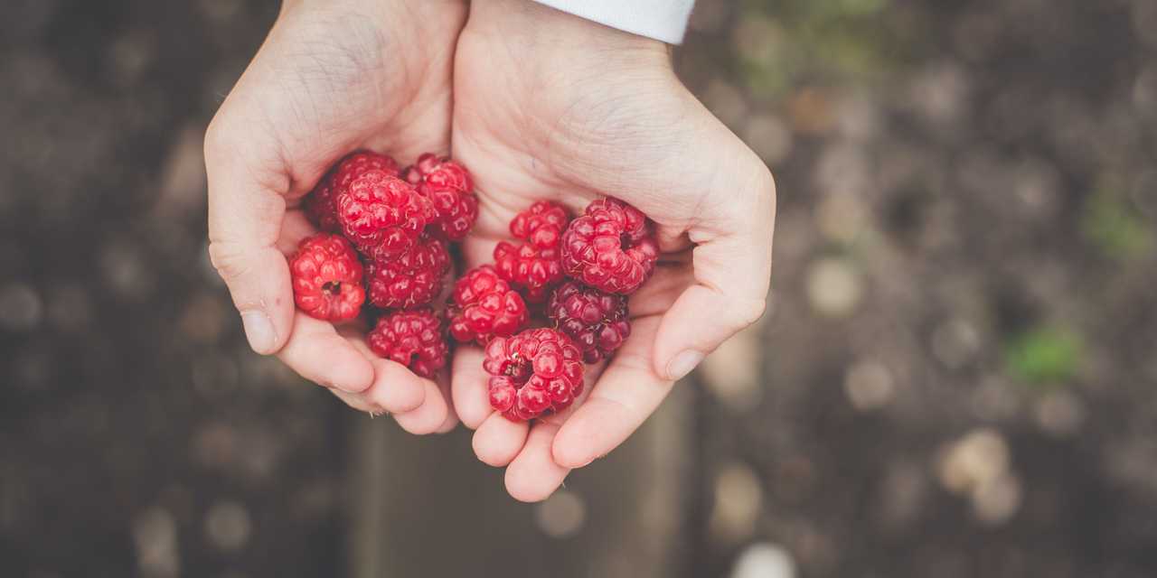 Två händer med hallon