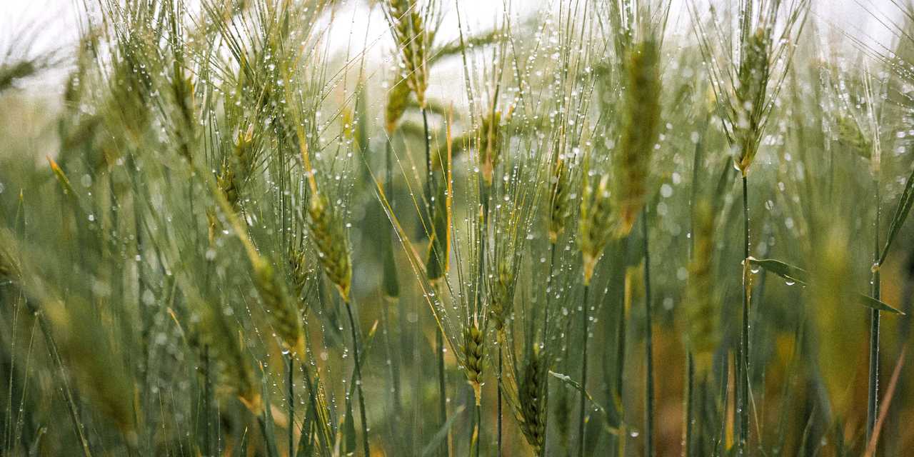 Sateen kastama vilja