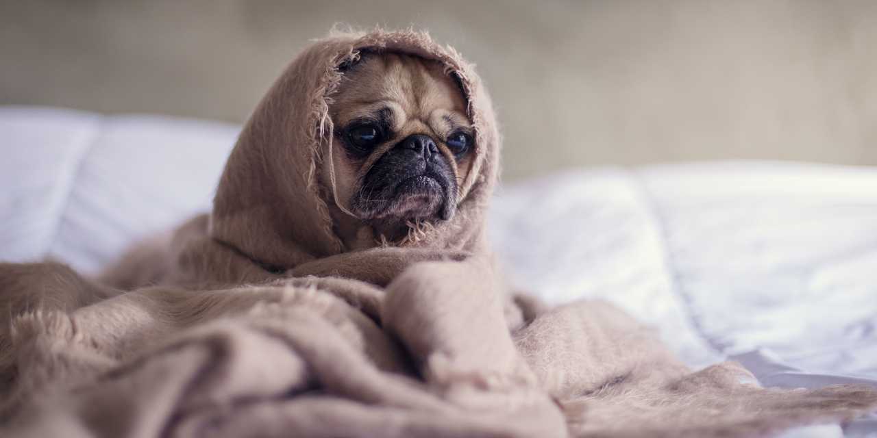 Hund under filt som är arg