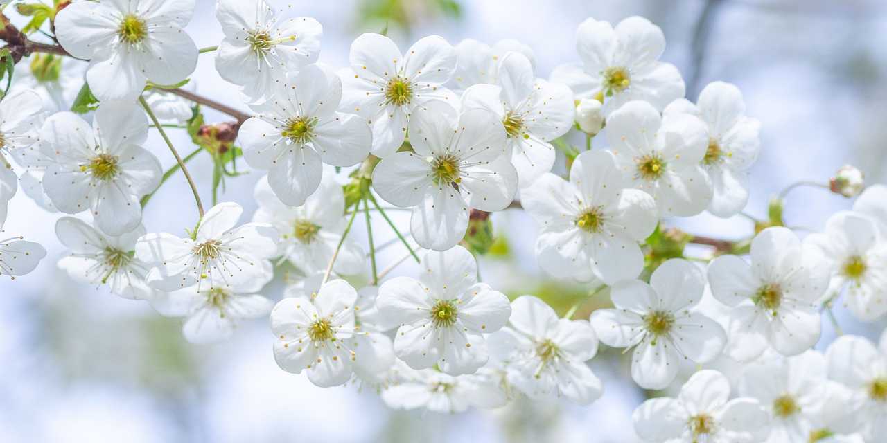 Vita vårblommor på en kvist