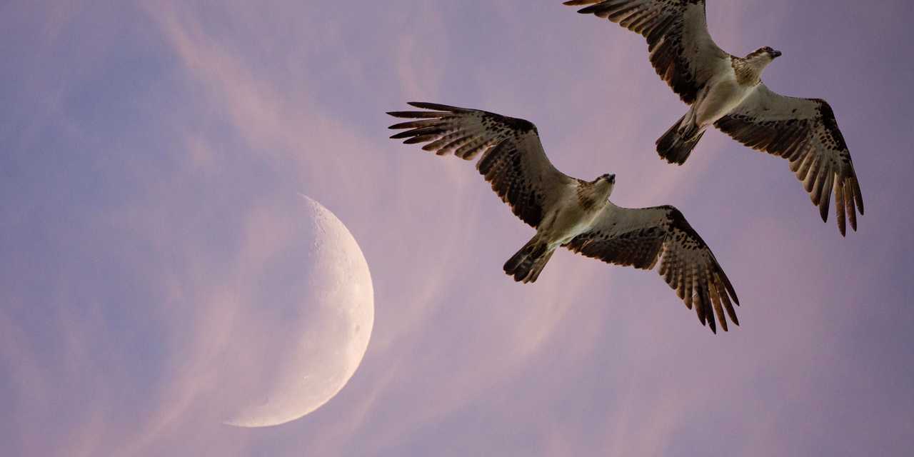 Identiska fåglar flyger 