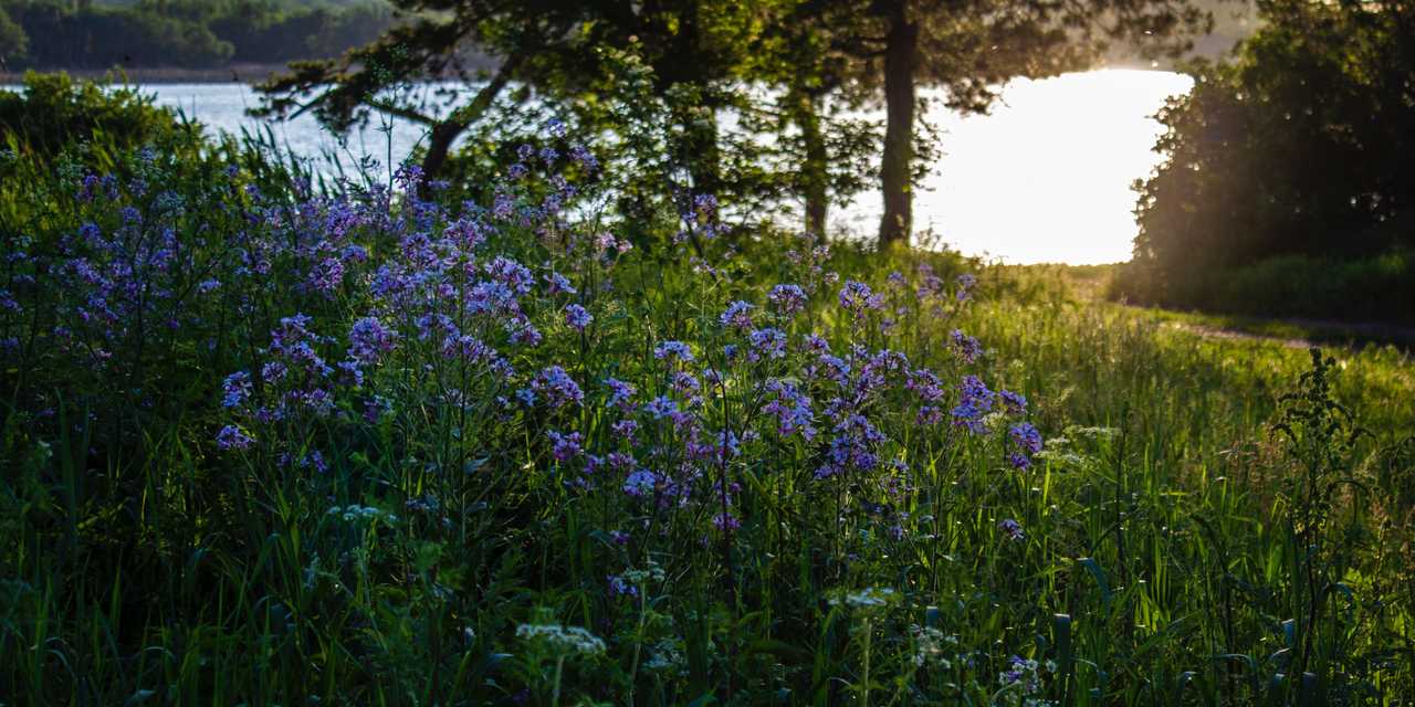 Järvi, niittyä ja metsää