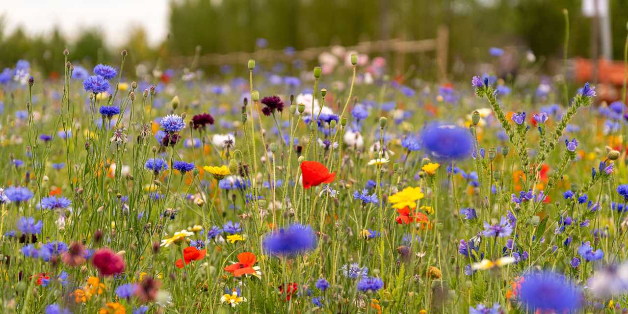 Sommaräng med blommor i olika färger